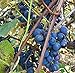 Photo Concord Grape Seeds (Vitis labrusca 'Concord') 10+ Organic Michigan Concord Grape Vine Seeds in FROZEN SEED CAPSULES for The Gardener & Rare Seeds Collector - Plant Seeds Now or Save Seeds for Years new bestseller 2024-2023