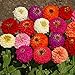 Photo Outsidepride Zinnia Elegans Lilliput Flower Seed Mix - 1000 Seeds new bestseller 2024-2023