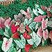 Photo Caladium, Bulb, Fancy Mix, Pack of 10 (Ten), Easy to Grow, Colorful Mix, HOSTA new bestseller 2024-2023