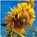 Photo Seed Needs, 300 Large Mammoth Grey Stripe Sunflower Seeds For Planting (Helianthus annuus) These Sun Flowers are Perfect for the Garden, Attracts Birds, Bees and Butterflies! BULK new bestseller 2024-2023