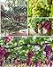 Photo 50+ Grape Seeds Vine Fruit Seed Fruit Plant Home Garden Non-GMO new bestseller 2024-2023
