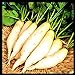 Photo Radish Seeds for Planting | Non-GMO White Icicle Radish Seeds | Planting Packets Include Planting Instructions new bestseller 2024-2023