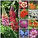 Photo Seed Needs, Bird and Butterfly Wildflower Mixture (99% Pure Live Seed) Bulk Package of 30,000 Seeds new bestseller 2024-2023