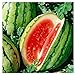Photo 25 Dixie Queen Watermelon Seeds | Non-GMO | Heirloom | Instant Latch Garden Seeds new bestseller 2024-2023
